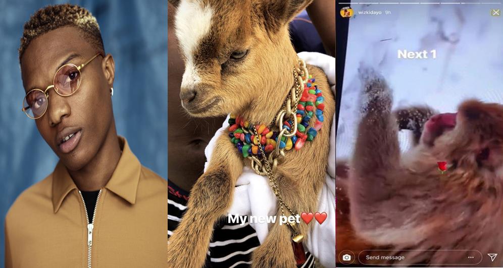 Wizkid Set To Get A Monkey After Buying A Goat